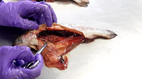 Thumbnail for Anatomy of the urinary tract in the fish: Kidneys