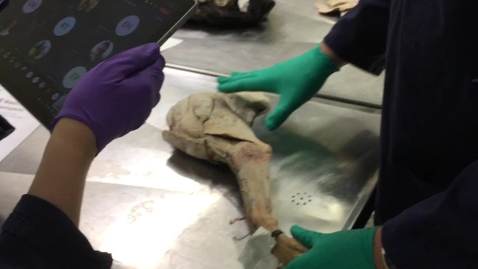 Thumbnail for Canine intrinsic forelimb musculature