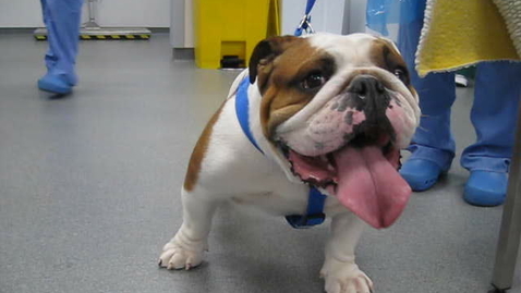 Thumbnail for Brachycephalic obstructing airway disease in the bulldog: Clip 1