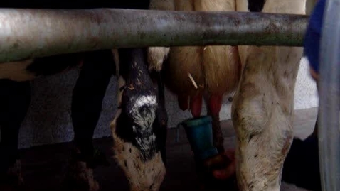 Thumbnail for entry Standard milking procedures: Dipping after cluster unit removal