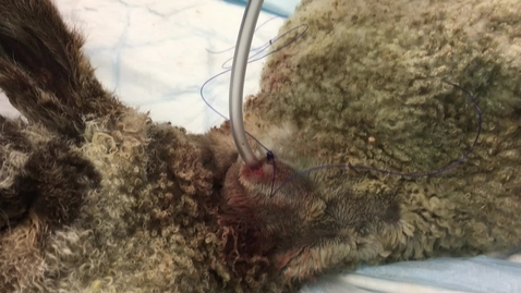Thumbnail for Placing an oesophagostomy tube (o-tube)