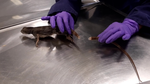 Thumbnail for Reptile tail amputation: Clip 1