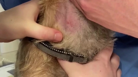 Thumbnail for Obtaining a blood sample from the jugular vein and the cephalic vein