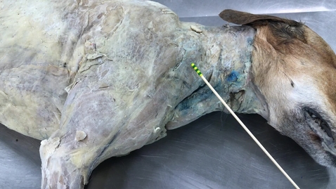 Thumbnail for Extrinsic forelimb muscle groups in the dog