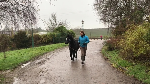 Thumbnail for Gait analysis of the horse: Clip 4