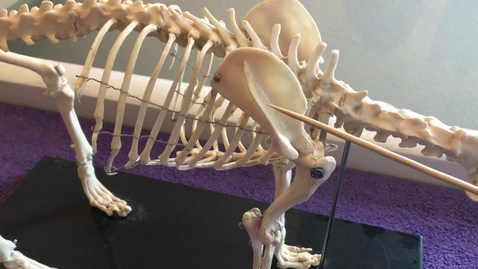 Thumbnail for Forelimb of the dog: Scapula