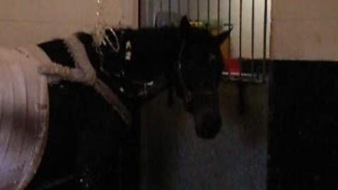 Thumbnail for Assessing pain in the horse: Clip 5