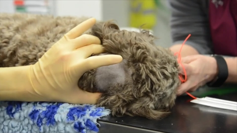 Thumbnail for Taking a cerebrospinal fluid sample