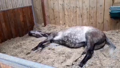 Thumbnail for Pain assessment in the horse: Case 1