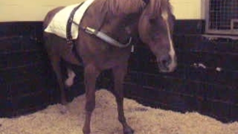Thumbnail for Assessing pain in the horse: Clip 1