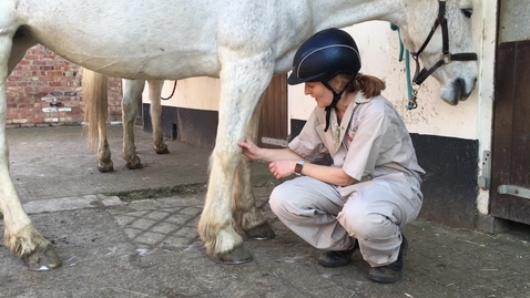 Thumbnail for Clinical examination in the horse: Carpus joints
