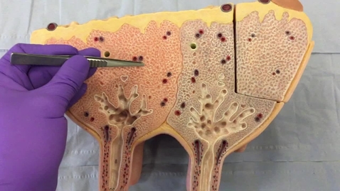 Thumbnail for Anatomical model of the mammary gland in the ox: Clip 2