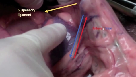 Thumbnail for Surgical anatomy ovariohysterectomy in the bitch