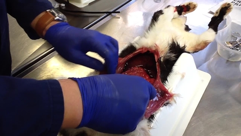 Thumbnail for Anatomy of the gastrointestinal tract in the cat: Greater omentum