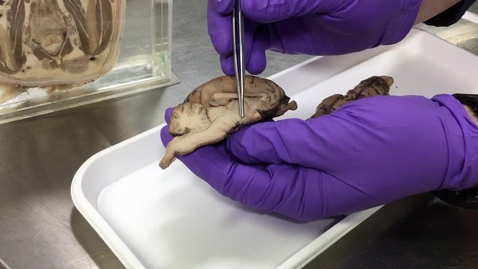 Thumbnail for Pituitary gland of the sheep as an example of the mammalian pituitary gland