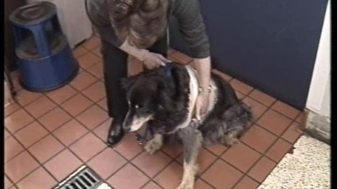 Thumbnail for Assessing pain in the dog