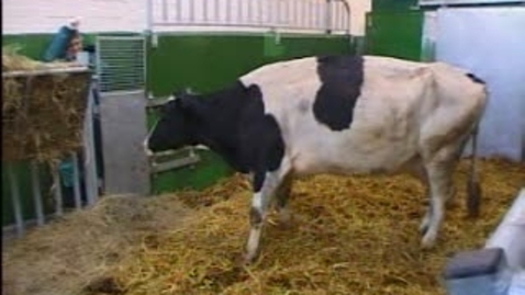 Thumbnail for The Mad Cow: BSE Clip 5