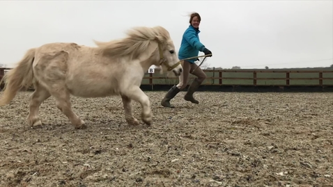 Thumbnail for Equine gait: Canter