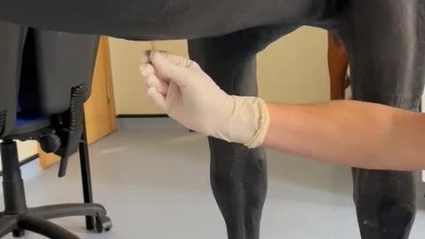 Thumbnail for Peritoneal tap procedure in the horse