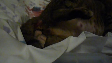 Thumbnail for Parturition in the cat: Clip 2