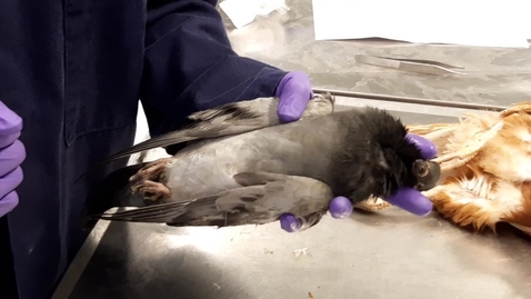 Thumbnail for Blood sampling in the bird: Quantities