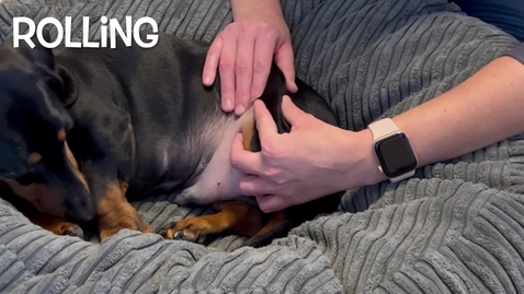 Thumbnail for entry Canine massage techniques: Rolling