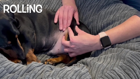 Thumbnail for Canine massage techniques: Rolling