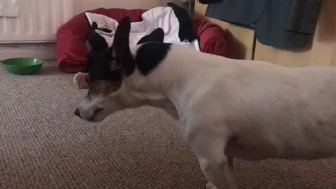 Thumbnail for Severe case of reverse sneezing in the dog