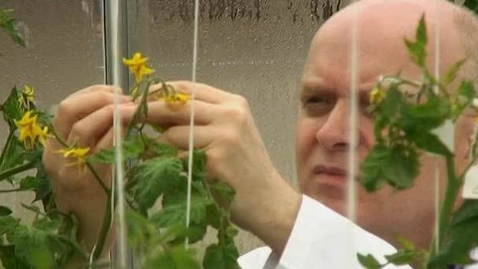 Thumbnail for Nottingham plays key role in sequencing the tomato genome