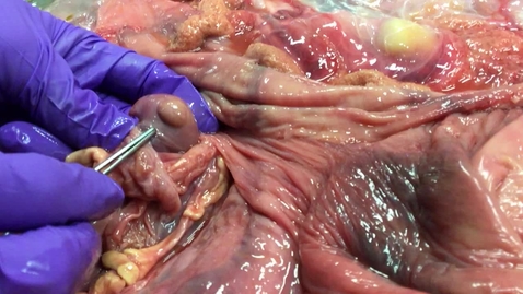 Thumbnail for Bovine placenta with fetus