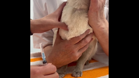 Thumbnail for Basic handling techniques and interacting with cats