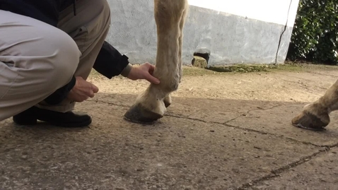 Thumbnail for Forelimb palpation in the horse: Distal limb