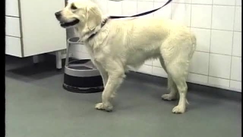 Thumbnail for Canine trauma case: Milo
