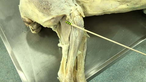 Thumbnail for Hindlimb muscles of the dog : Tibial region - Clip 2