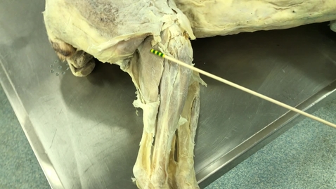 Thumbnail for entry Hindlimb muscles of the dog : Tibial region - Clip 2