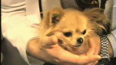 Thumbnail for Neurological examination in the dog: Absent menace response