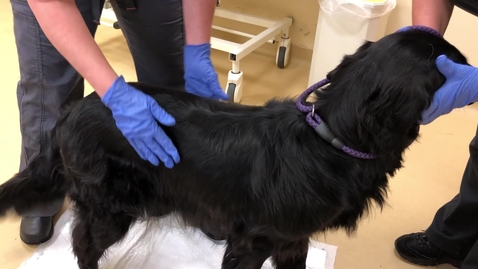 Thumbnail for Coat brushing and combing