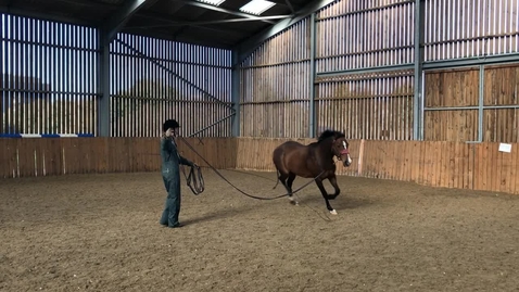 Thumbnail for entry Moving on walk, trot and lunge in the horse