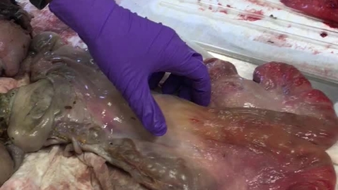 Thumbnail for Palpation of the bovine reproductive tract
