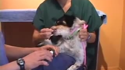 Thumbnail for Using counter conditioning and desensitisation to change unwanted behaviour in dogs