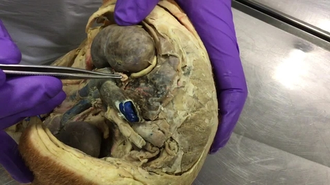 Thumbnail for Adrenal glands of the dog