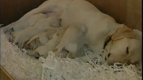 Thumbnail for Pregnancy and whelping