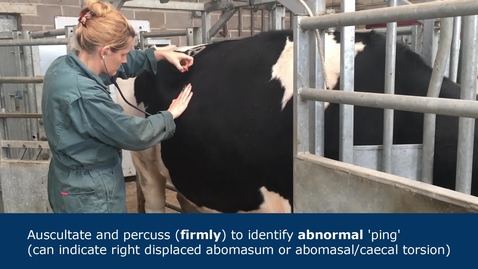 Thumbnail for Abdominal examination in ruminants
