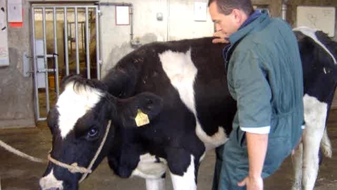 Thumbnail for The Sick Cow: Clip 2