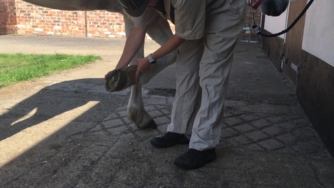 Thumbnail for Distal flexion test in the horse forelimb