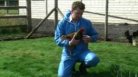 Thumbnail for Handling chickens