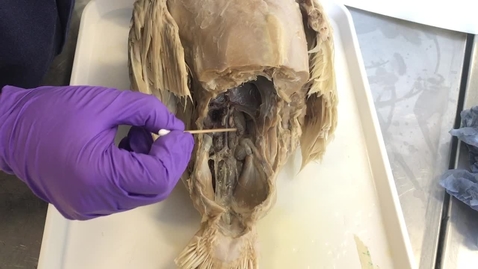 Thumbnail for Kidneys in the bird