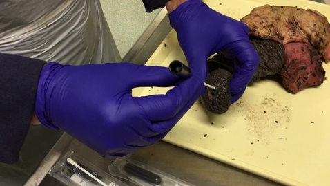 Thumbnail for Penis swab in the stallion