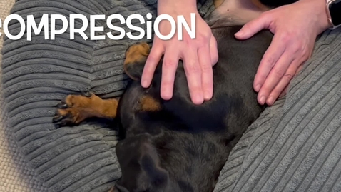 Thumbnail for Canine massage techniques: Compression