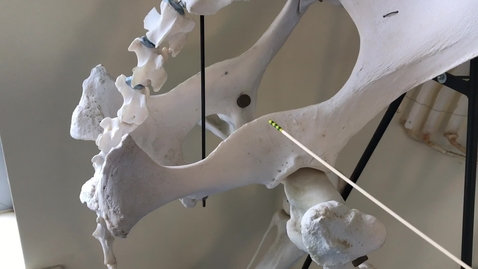 Thumbnail for Hindlimb of the ox: Pelvis